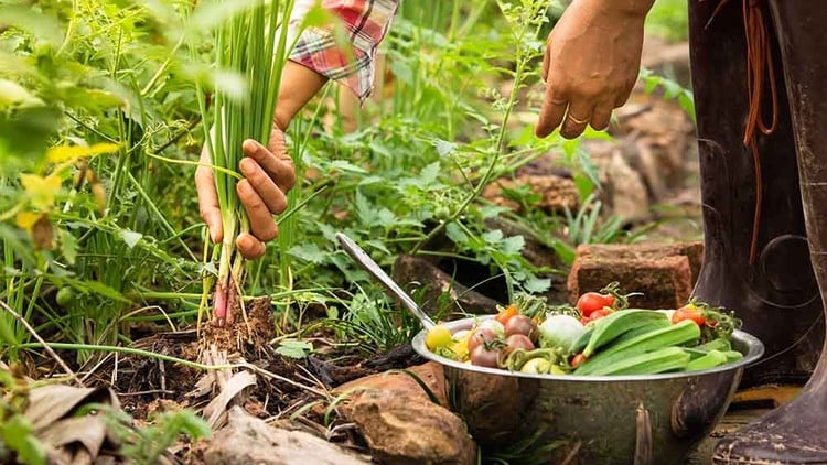 Sustainable Agriculture Practices